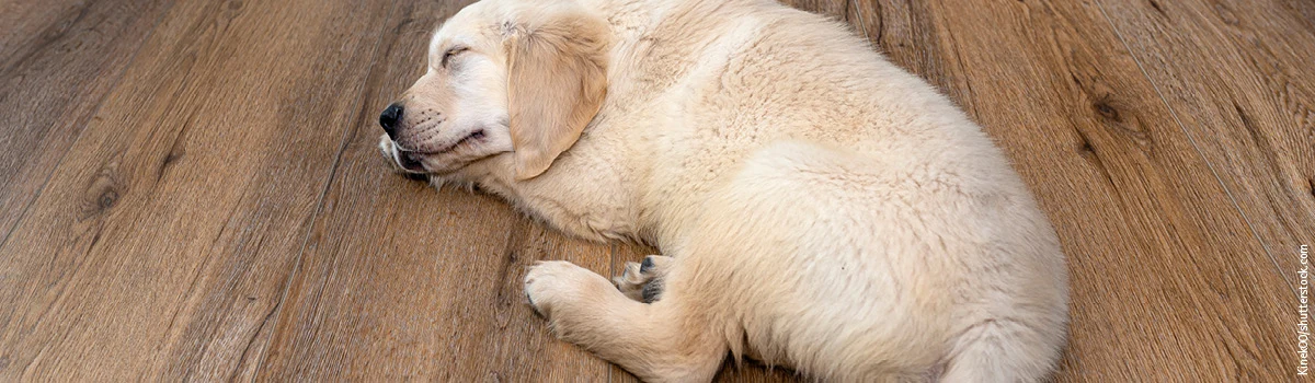 Heller Hundewelpe liegt schlafend auf einem Boden in hölzerner Optik